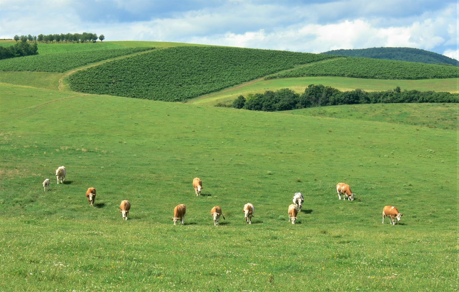 Bükkalja countryside